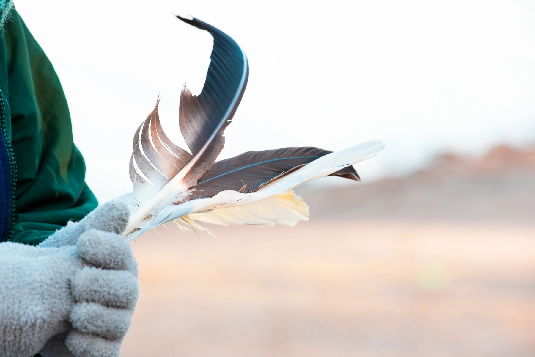 Bald Eagle Viewing Van Tours in Land Between the Lakes